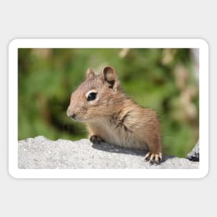 Young cascade golden-mantled ground squirrel Sticker